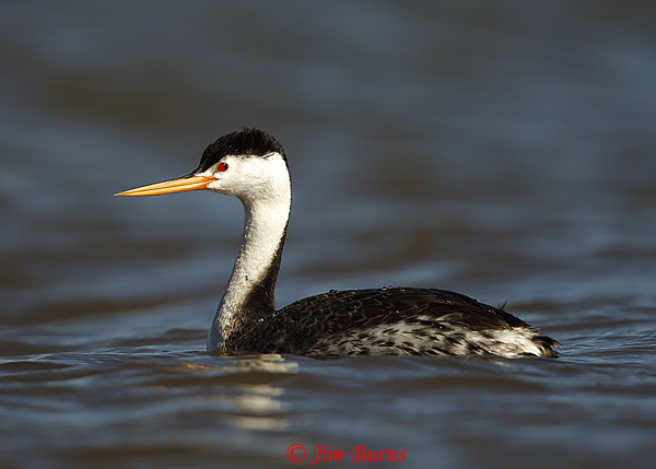  Clark's Grebe breeding plumage