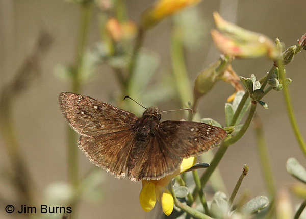 Meridian Duskywing on Deer Vetch, Arizona