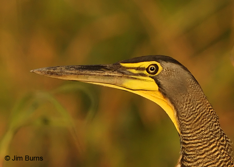 Bare-throated Tiger-Heron