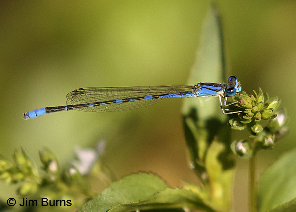 Arroyo Bluet male on flower, Pinal Co., AZ, October 2017