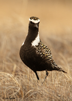American Golden Plover male
