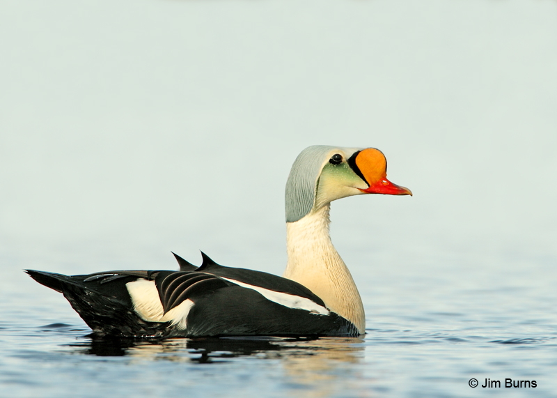 King Eider male