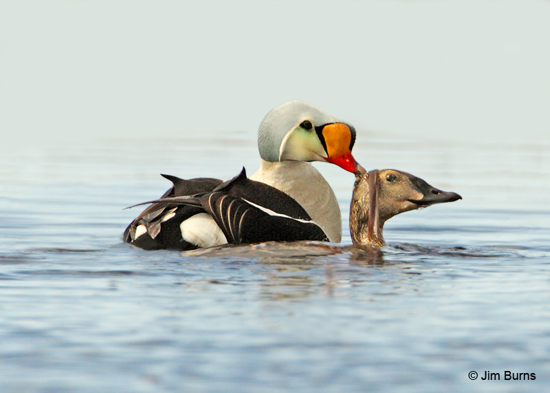 King Eiders copulating