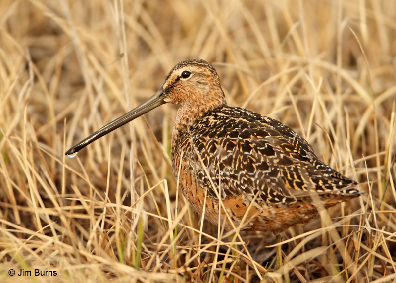 Long-billed Dowitcher on tundra