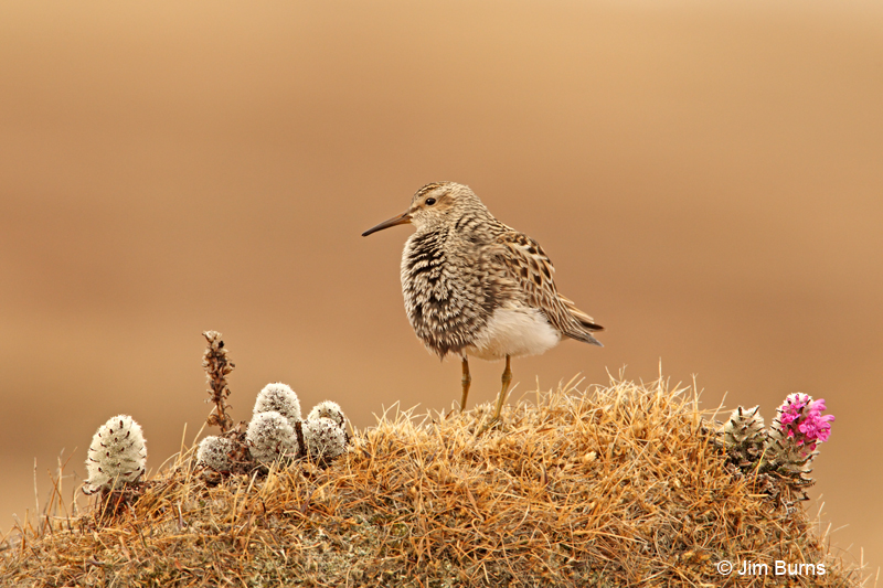Pectoral Sandpiper and Arctic Lousewort