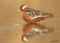 Red Phalarope female alternate plumage