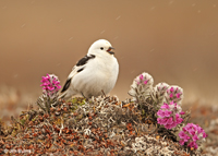 Snow Bunting male singing in the snow