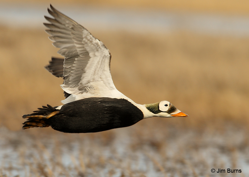 Spectacled Eider male