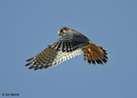 American Kestrel in flight
