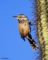 Cactus Wren