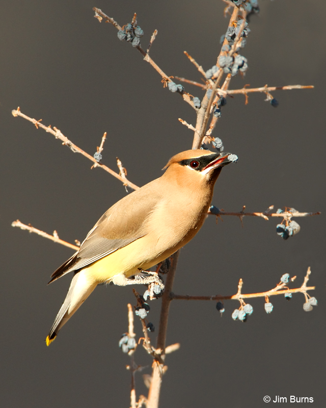 Cedar Waxwing with Desert Olive berry