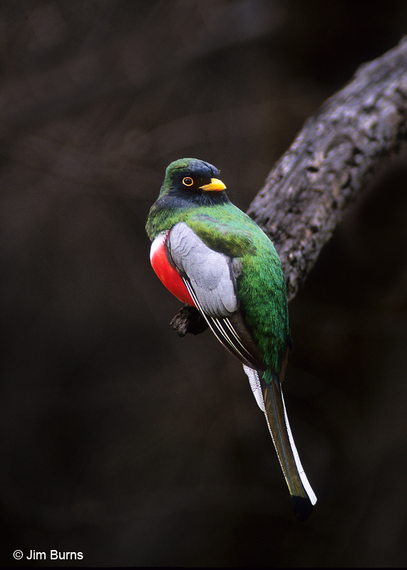 Elegant Trogon male in sunshaft