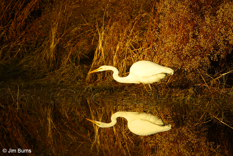 Great Egret sunrise reflection