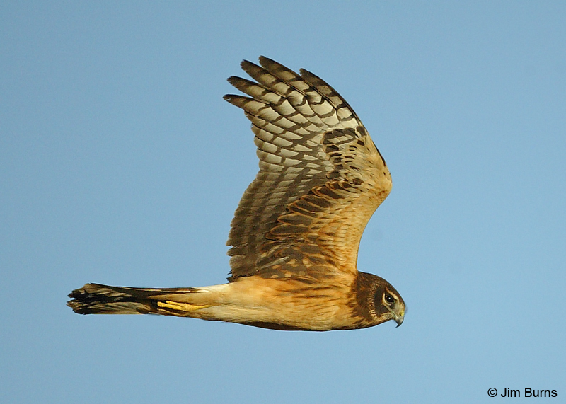 Northern Harrier juvenile in flight