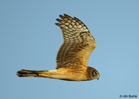 Northern Harrier juvenile in flight