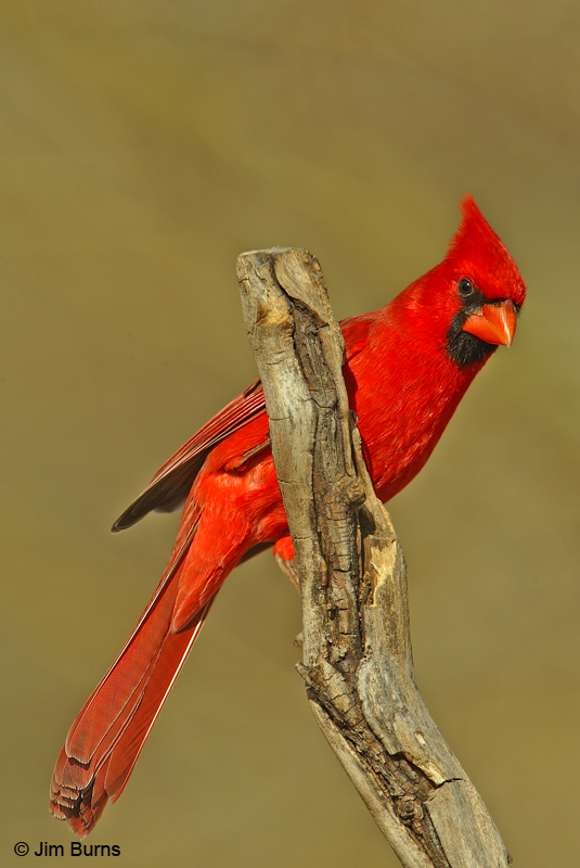 Northern Cardinal male Arizona
