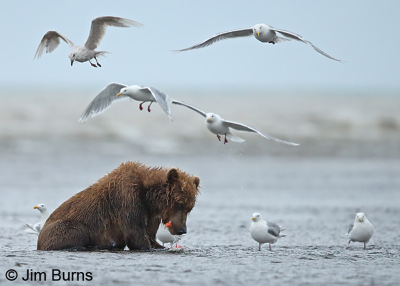 Brown Bear on salmon with Glaucous-winged Gulls