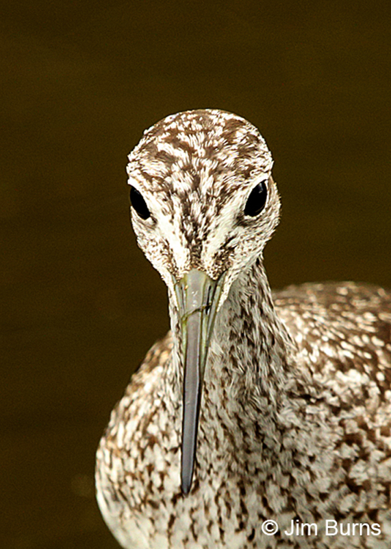 Greater Yellowlegs head shot