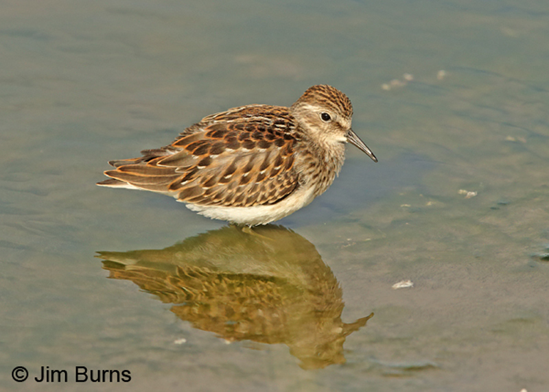 Least Sandpiper juvenile