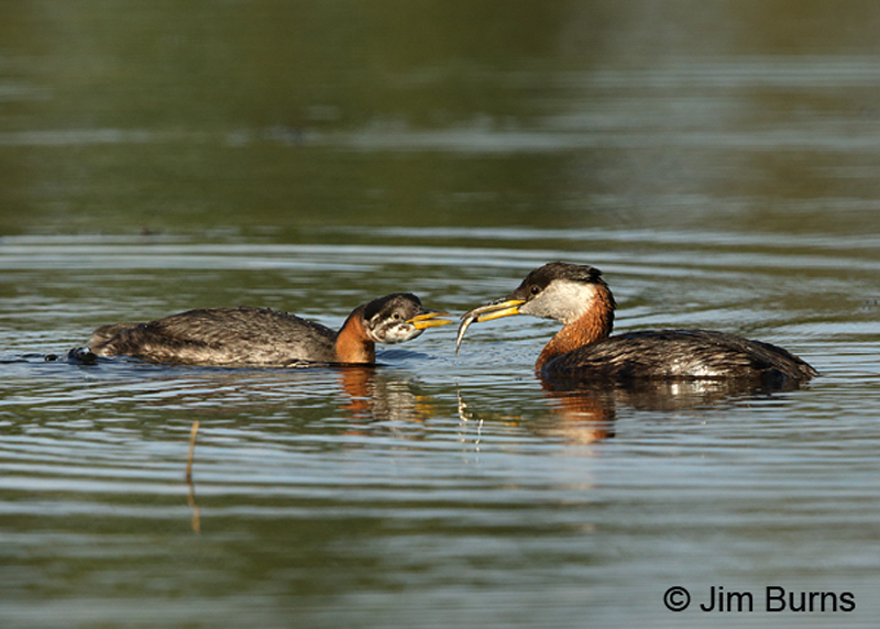 Red-necked Grebe female feeding juvenile