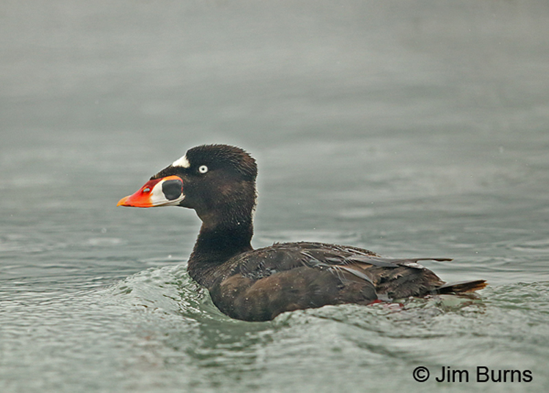 Surf Scoter male