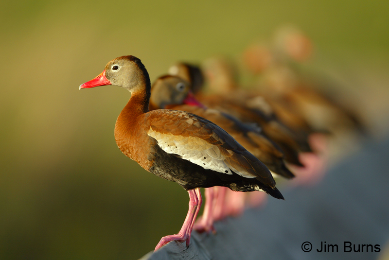 Black-bellied Whistling-Duck