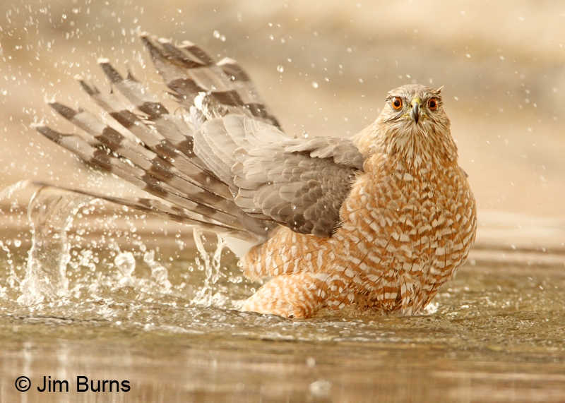 Cooper's Hawk