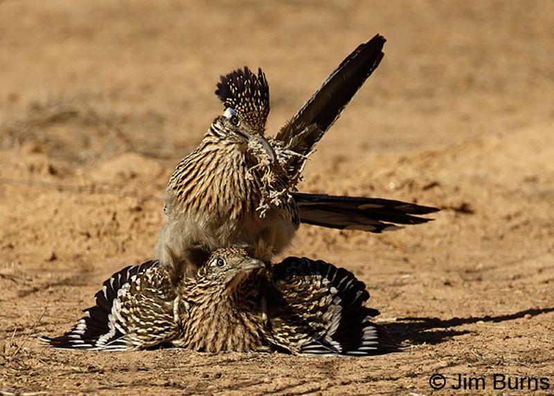 Greater Roadrunner copulation