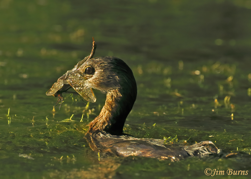 Pied-billed Grebe