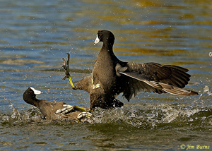 American Coots