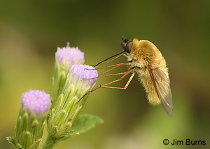 Bee Fly on Crucita