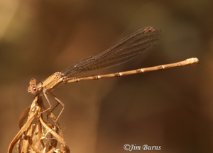 Blue-winged Dancer female