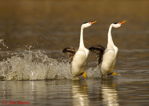 Clark's Grebes rushing