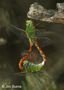 Comet Darner pair in wheel