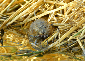 Common Muskrat