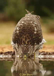 Cooper's Hawk