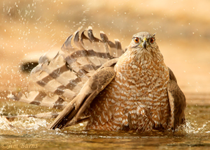 Cooper's Hawk Bathing