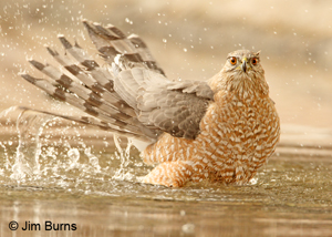 Hawk Bath
