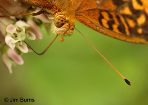 Eye of the Fritillary