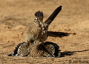 Greater Roadrunner copulation