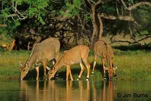 Sunset Waterhole