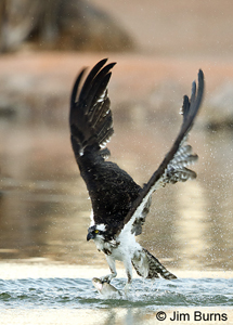 Osprey Rising