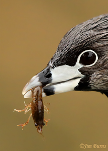 Pied-billed Grebe