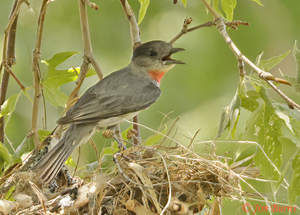 Rose-throated Becard Calling
