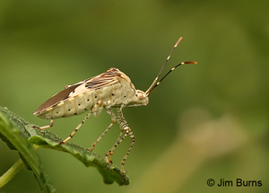 Leaf-footed Bug
