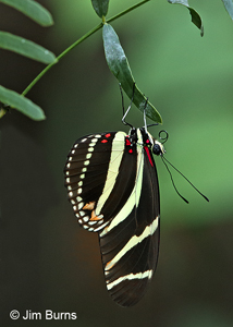 Zebra Underwing