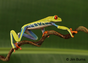 Red-eyed Tree Frog