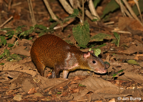 Central American Agouti