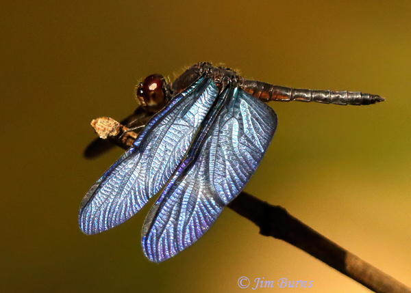 Amazon Sapphirewing male, Pital, CR, December 2013