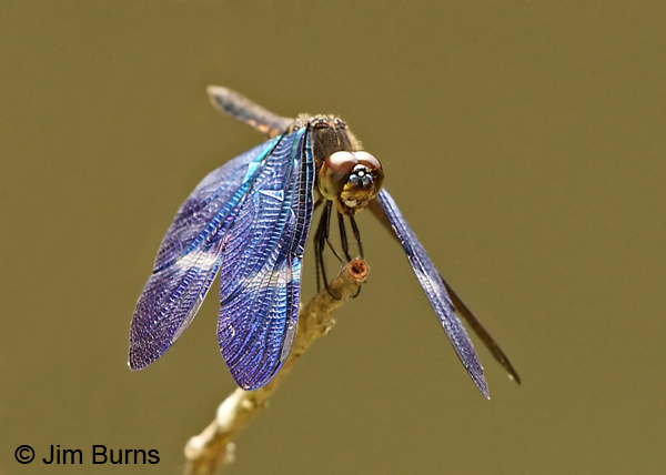 Amazon Sapphirewing female, Pital, CR, December 2013